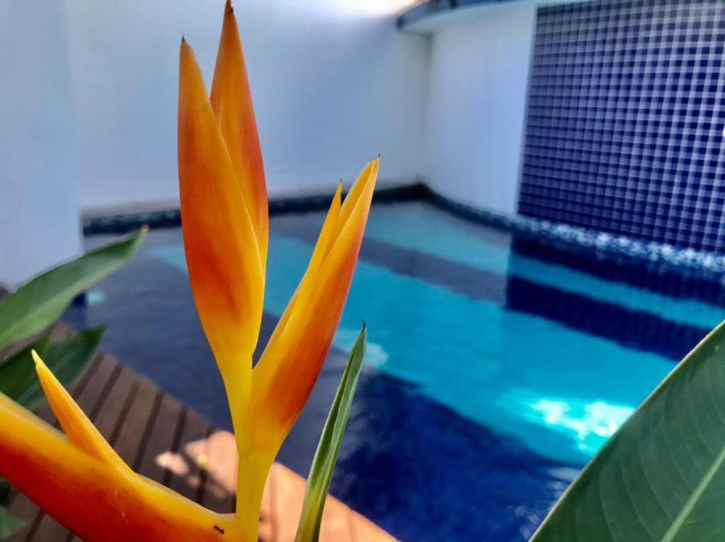 Recanto Das Andorinhas Studios Araquari Eksteriør bilde